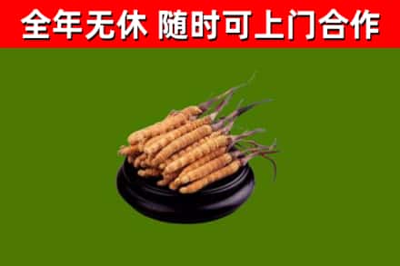 永嘉回收散虫草
